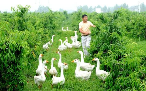 英雄联盟匹配成功图片_丁磊的成功与市场环境的匹配_5e匹配成功进不去